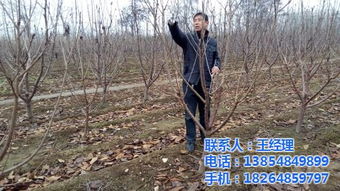 吉塞拉櫻桃苗的栽培 泰安隆發 吉塞拉櫻桃苗