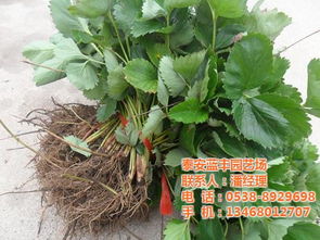 草莓苗,3公分草莓苗,泰安藍豐園藝場 認證商家