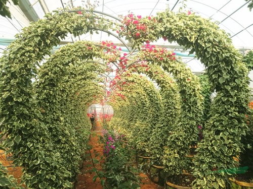 昆明宜良 三角梅從工程苗向家庭園藝苗華麗蝶變