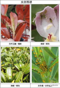 南方沿海地區近期主要病蟲害預報